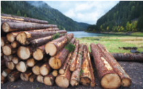 投资木材行业的前2大木材股