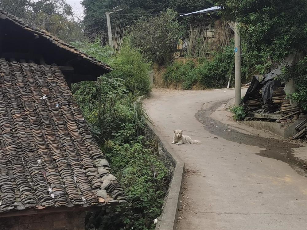 村里随处可见的狗子（图源：网络）